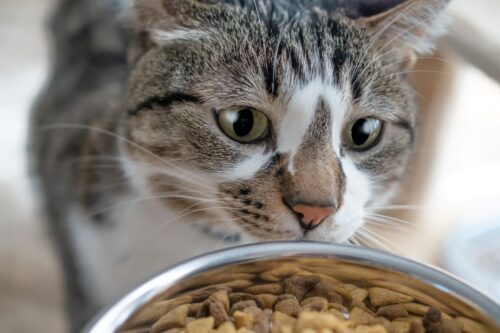 How to Determine the Right Amount of Food for Your Cat | zooplus Magazine