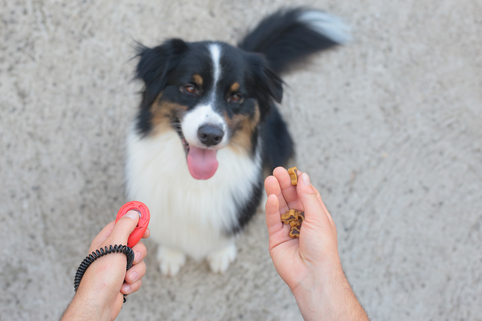 Australian shepherd with clicker and snacks