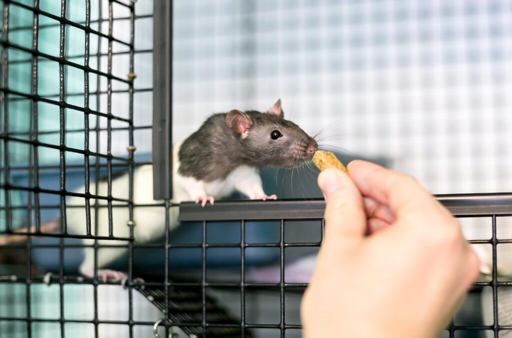 Green Food for Rodents - zooplus Magazine