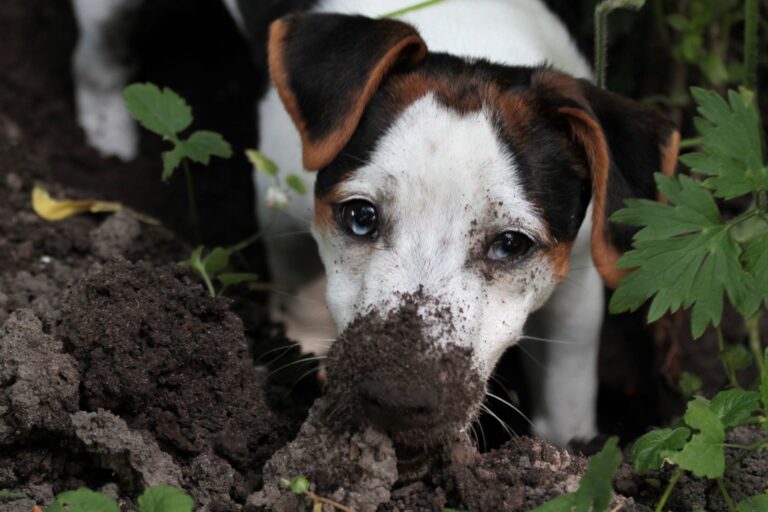 Dealing with digging dogs