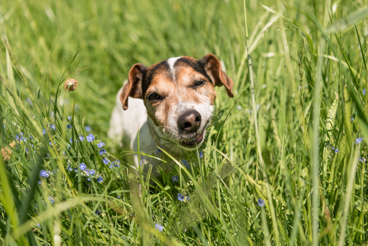 Small Jack Russell Terrier Dog Eating Grass In A Meadow Dog In A Spring Meadow 