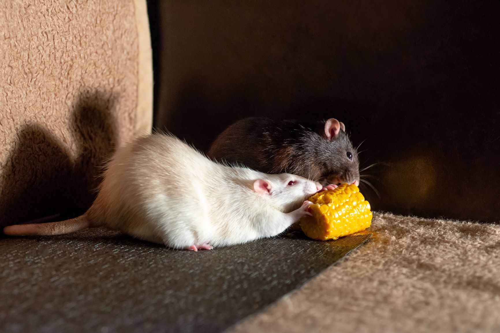 two rats eating corn