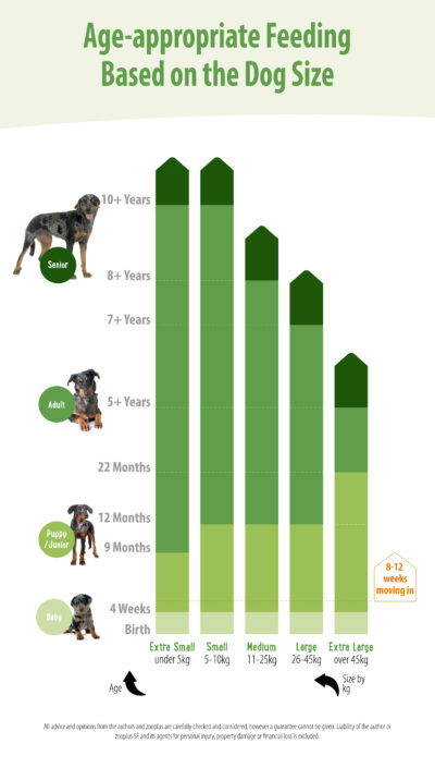 The Right Food for Senior Dogs | zooplus Magazine