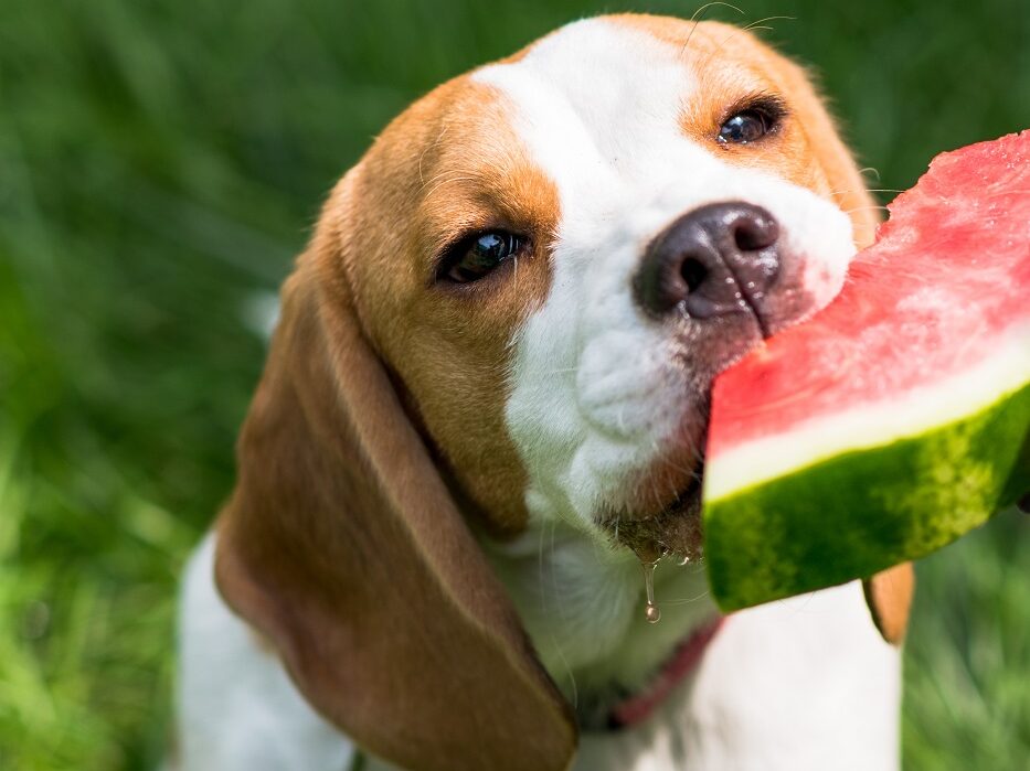 dog eating a watermelon