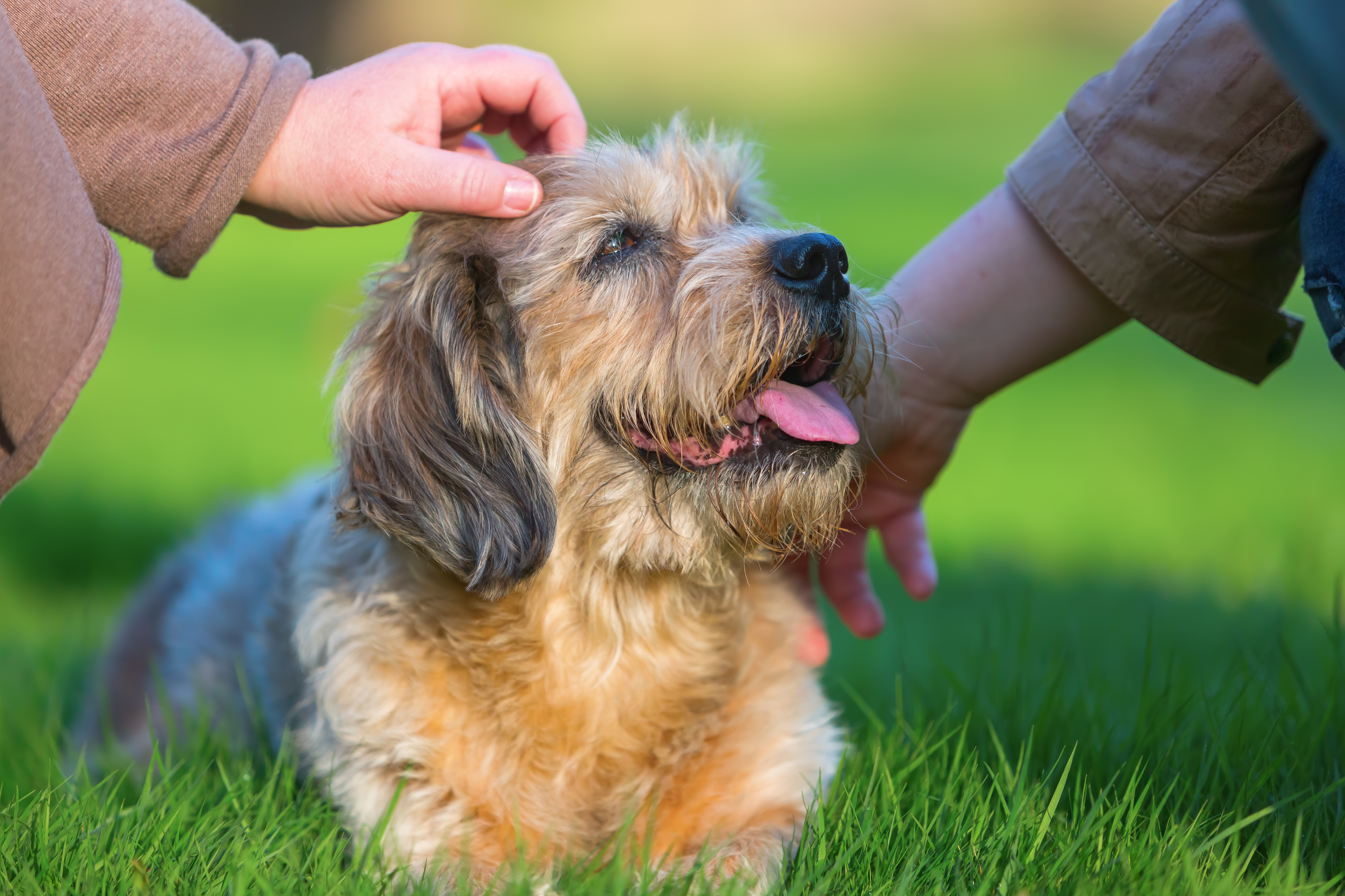 Adopt an older store dog near me