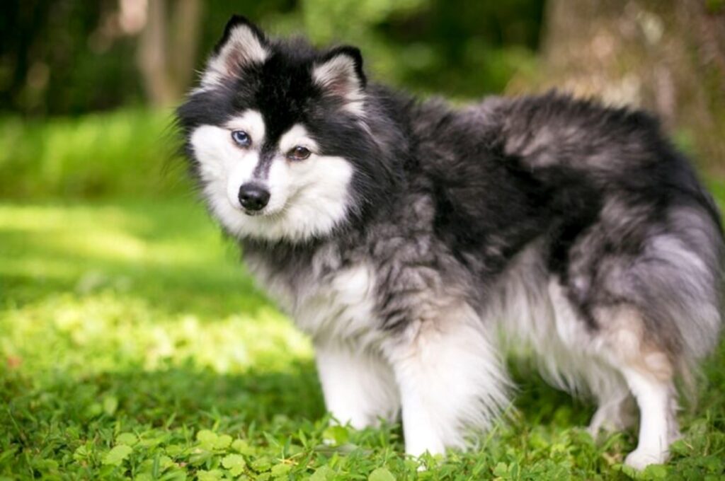 Alaskan Klee Kai - Characteristics, Care, Price | Dog Breed | zooplus ...