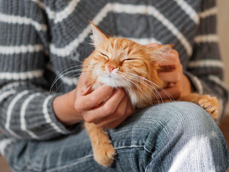 Orange cat being pet