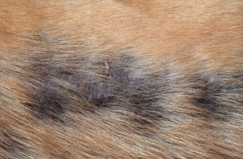 skin and fur changes caused by tumour