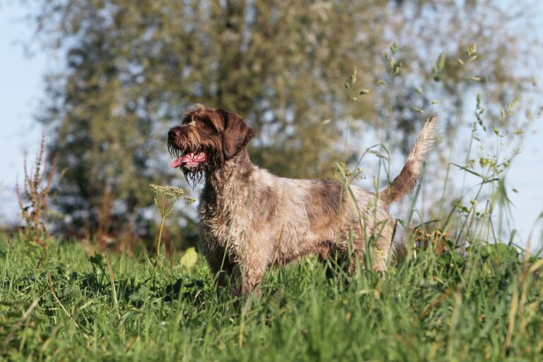 Wirehaired Pointing Griffon standing in grass
