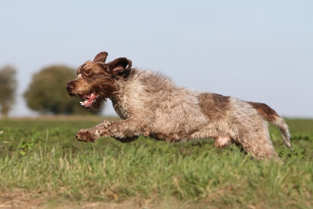 Wirehaired Pointing Griffon Running Through Grassy Field