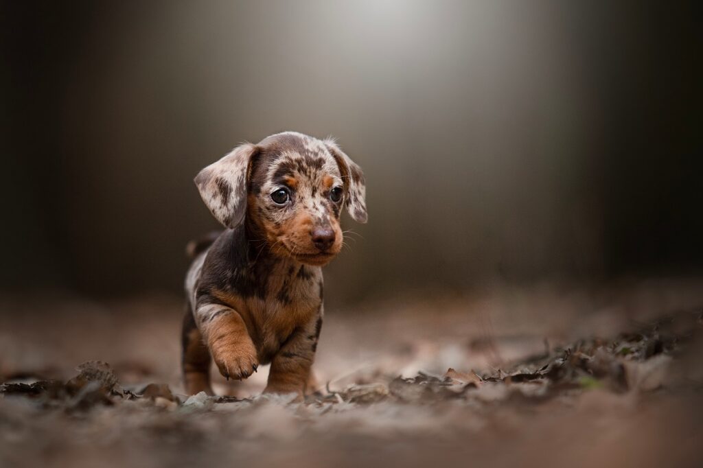 Merle Dachshund puppy