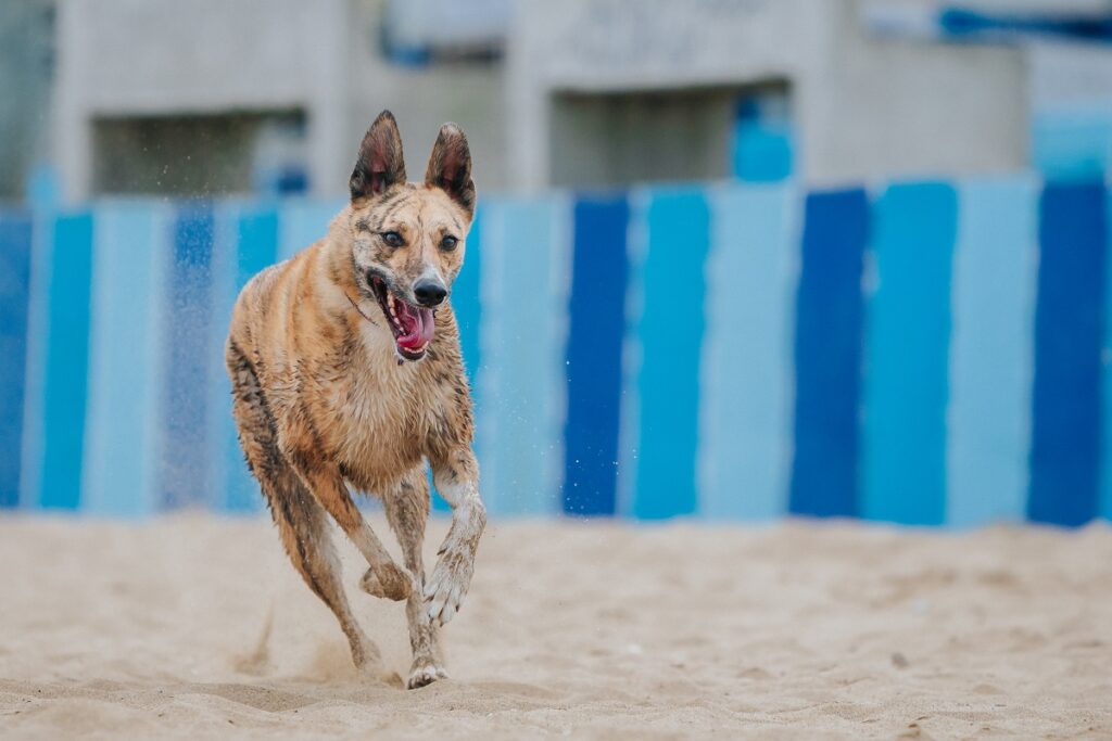 A still of a Carolina Dog in motion, running.