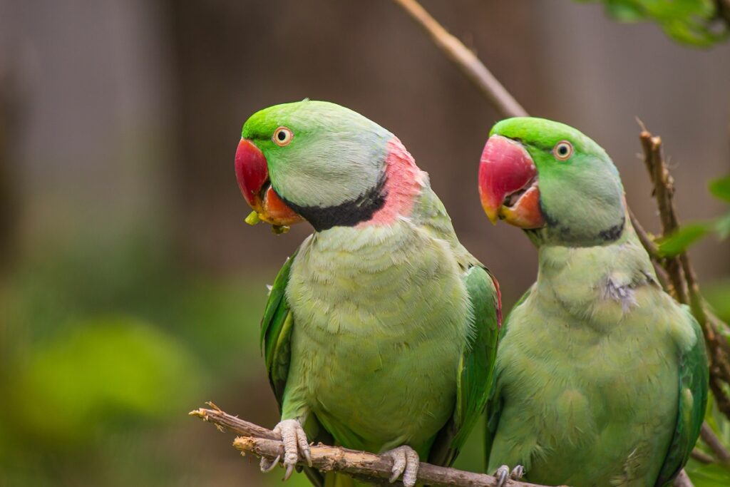 A Pair of Alexandrian Parakeets sitting on a branch.