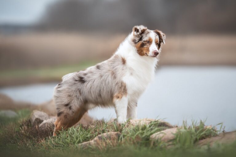 Merle Australian Shepard in field with lake