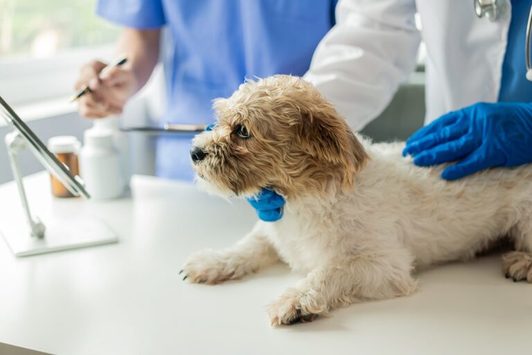 Small dog in veterinarians office.