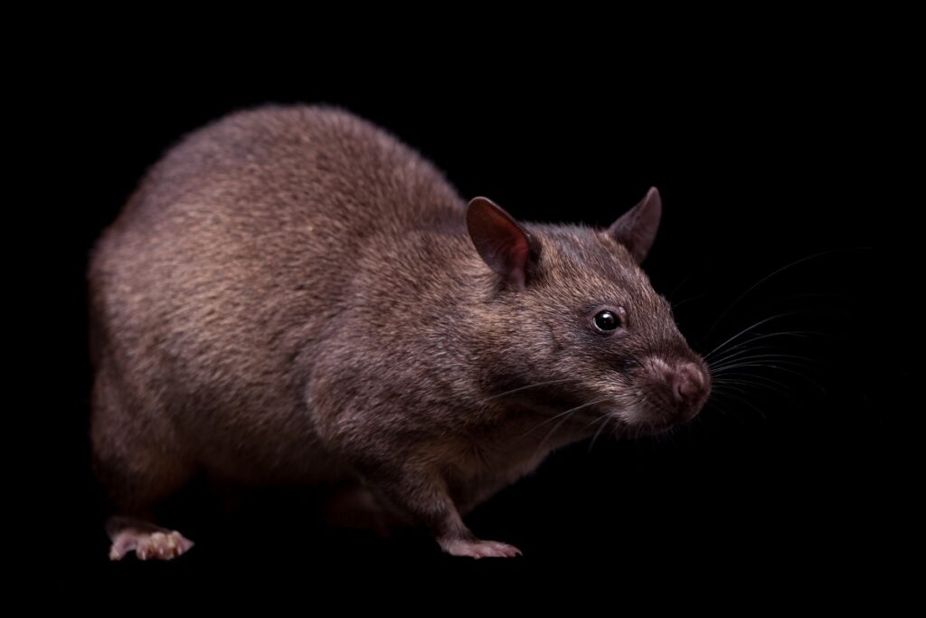 African Pouched Rat