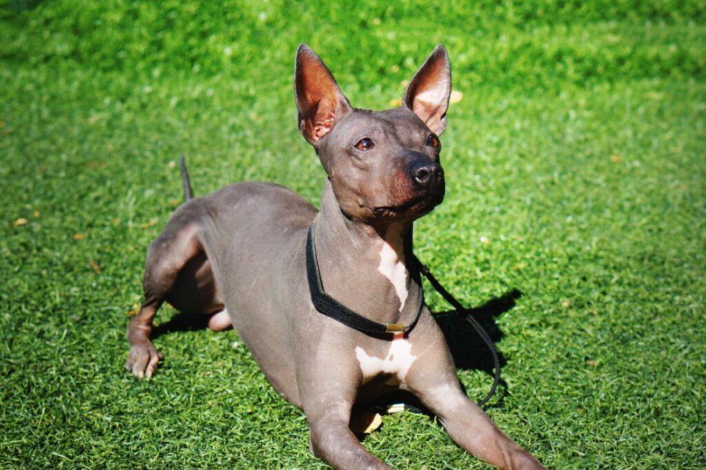 american hairless terrier lying on green grass