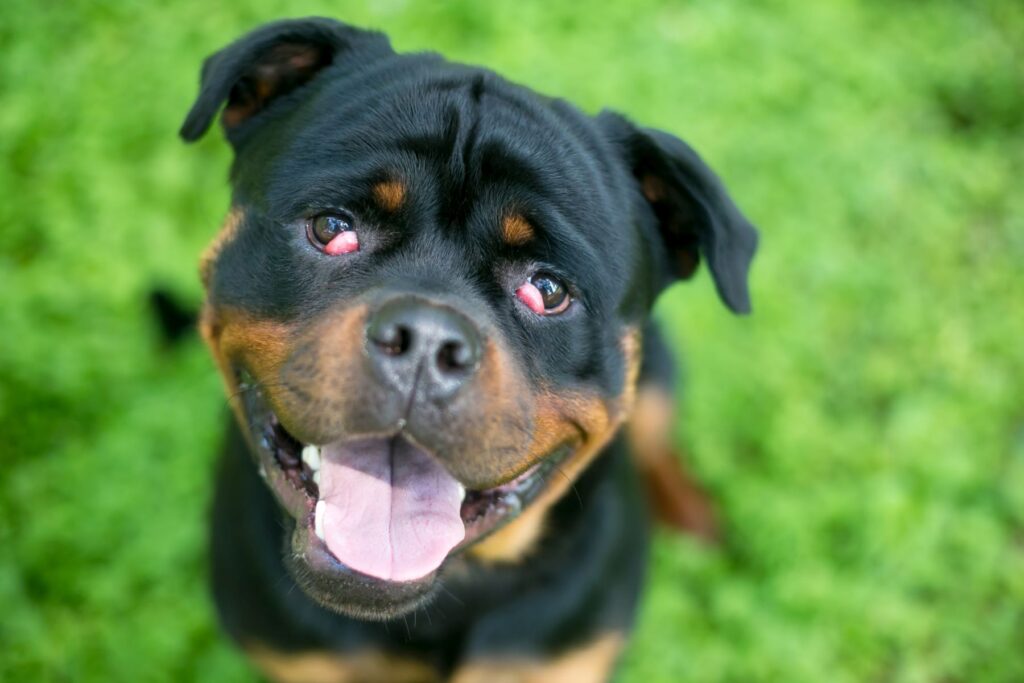 Rottweiler dog with nictitans gland prolapse or 