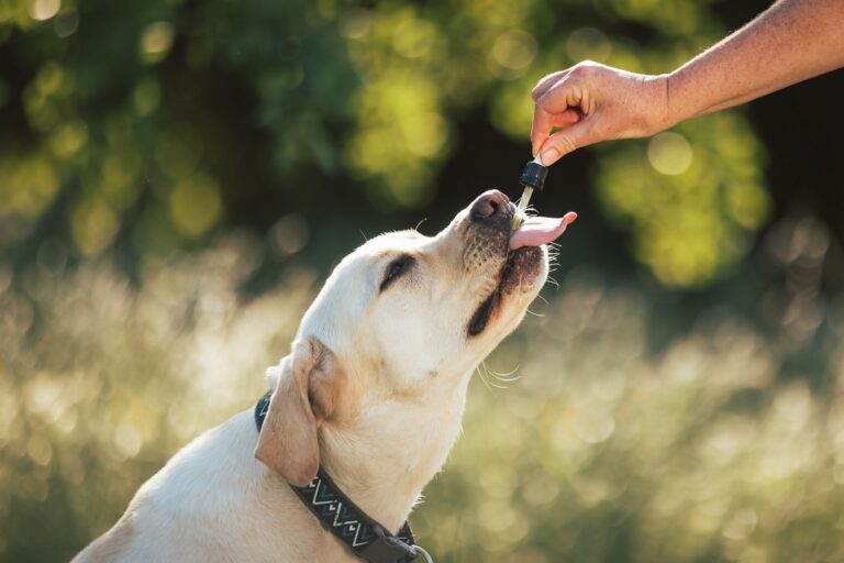 coconut oil for dogs