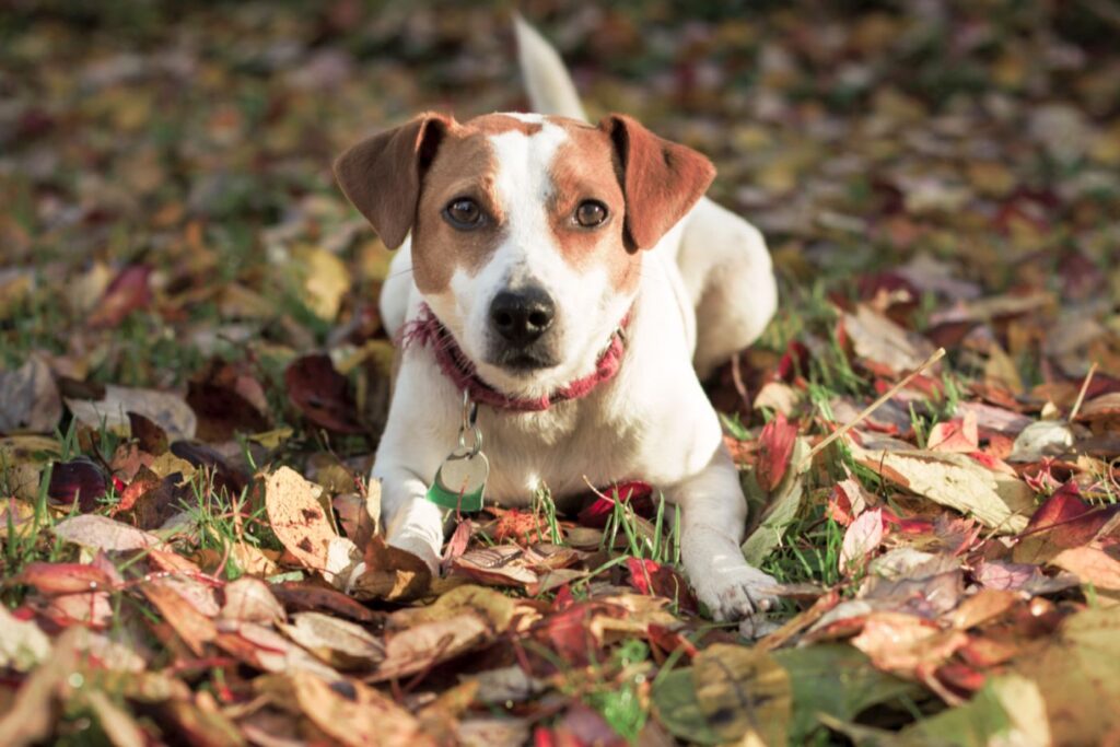 Danish Swedish Farmdog in fall leaves