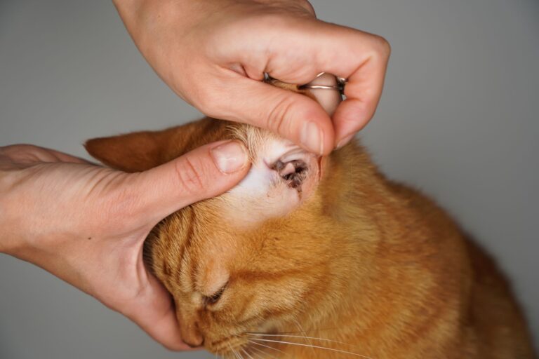 Ear Mites in Cats symptoms diagnosis therapy zooplus Magazine