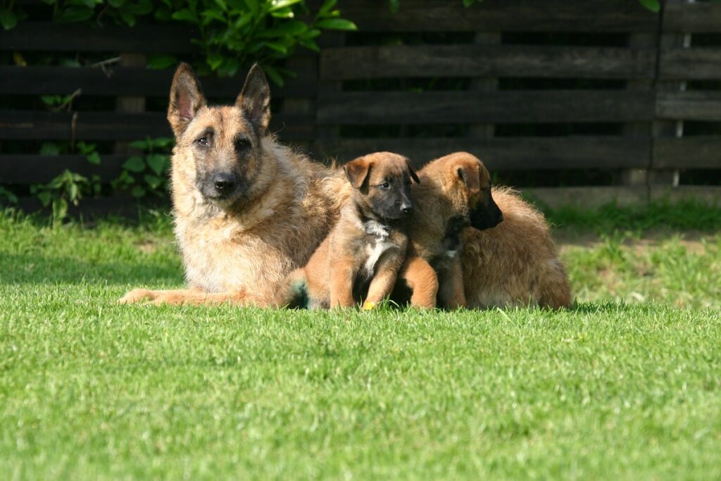 Laekenois with puppy