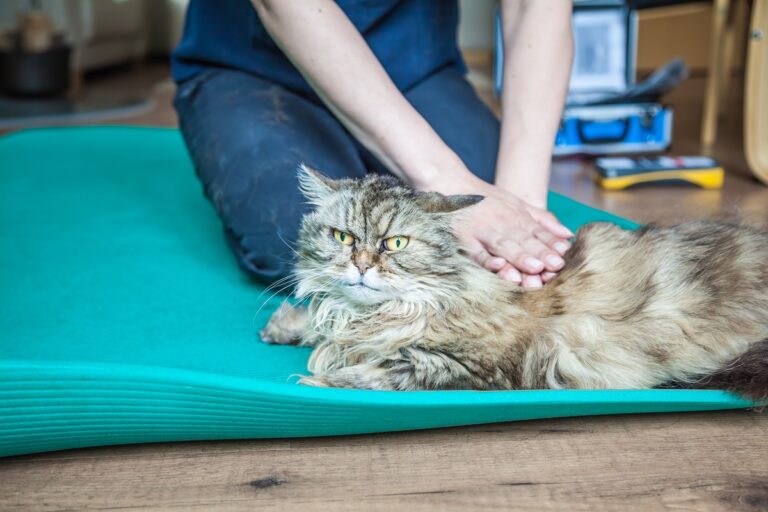 Physiotherapy for Cats