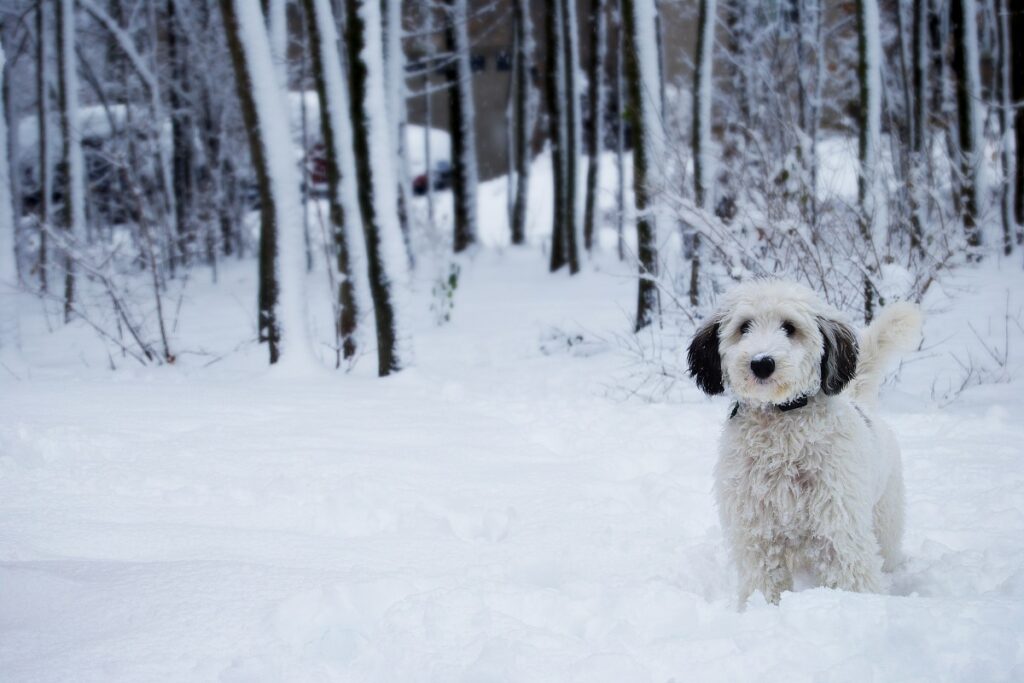 sheepadoodle in the snow.