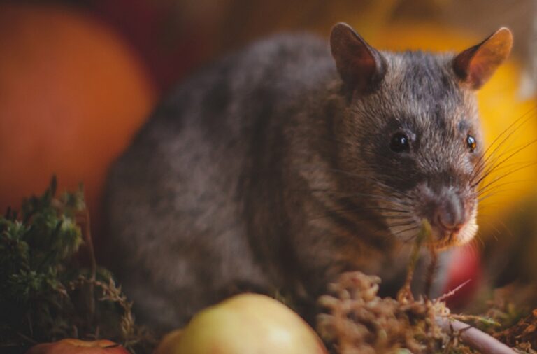The African Pouched Rat
