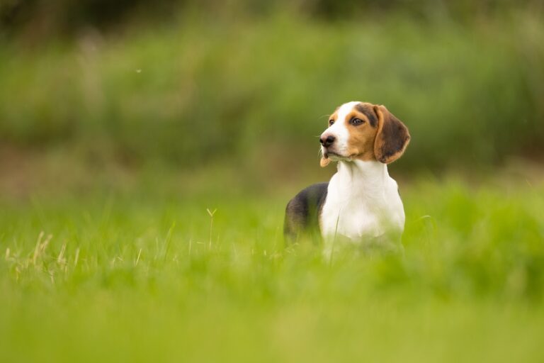 Westphalian Dachsbracke