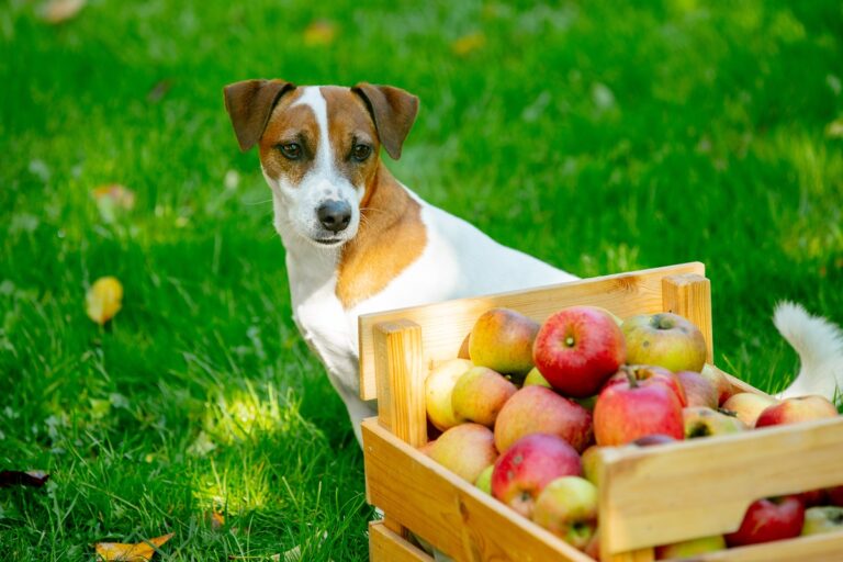 dog next to basket with apples