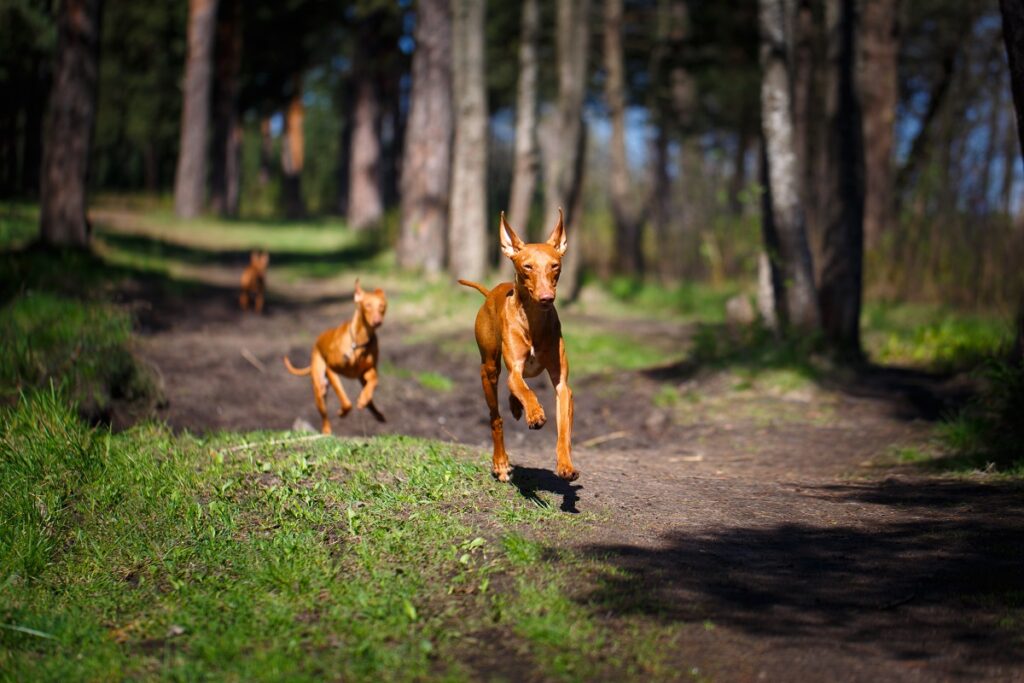 Cirneco etna in the wood