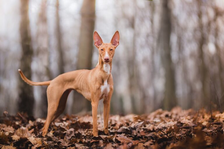 Cirneco dell'Etna in an autumn wood