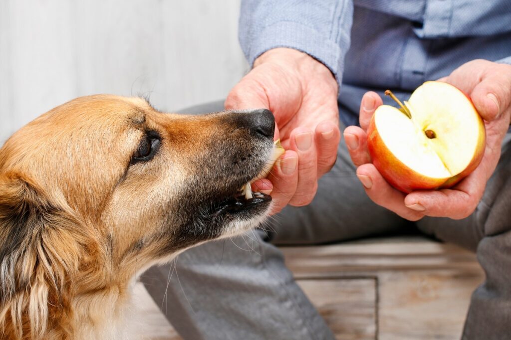 dog eats apple