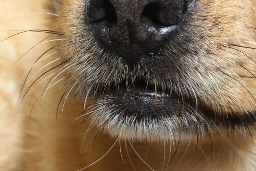 dog whiskers mouth