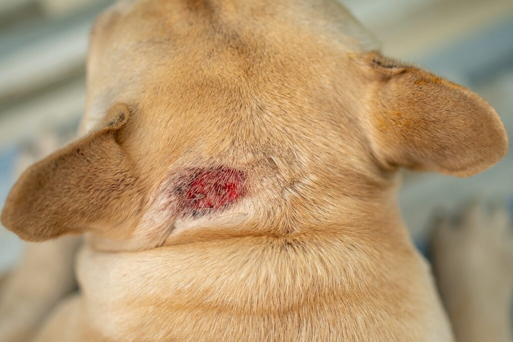 dog's wound