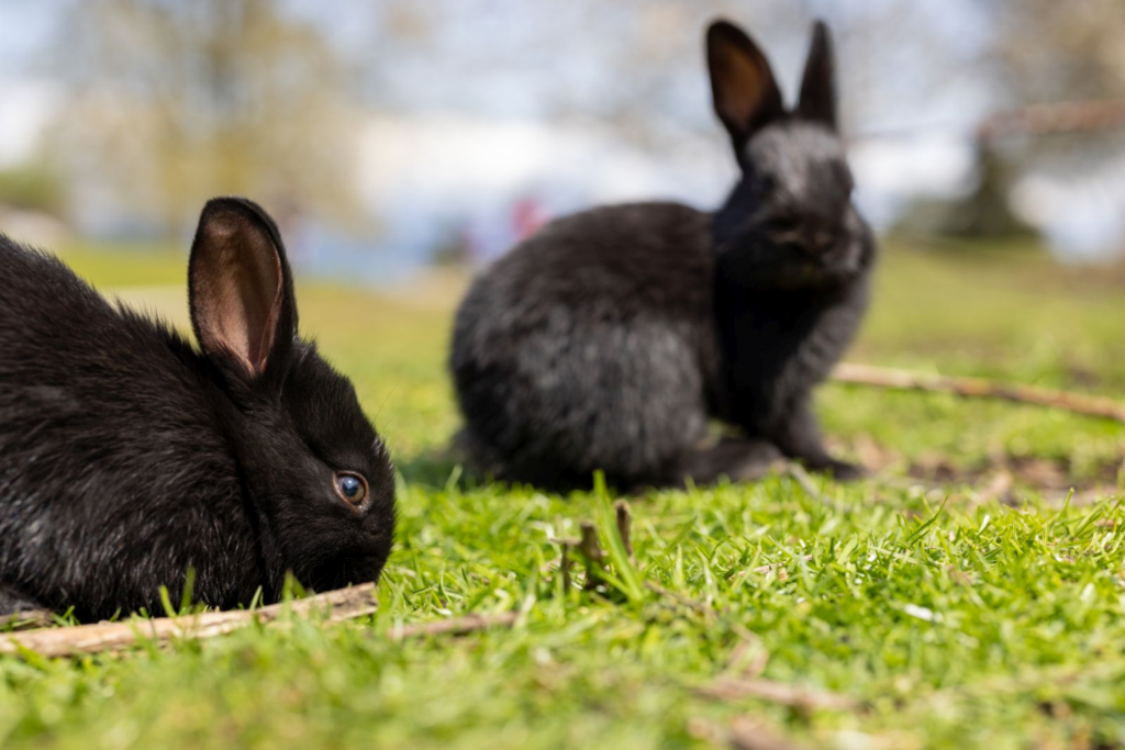 two Alaska rabbits on the grass