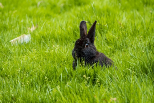 Alaska Rabbit - Appearance, Care, Diet and Price | zooplus Magazine