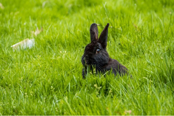 Alaska rabbit in green grass