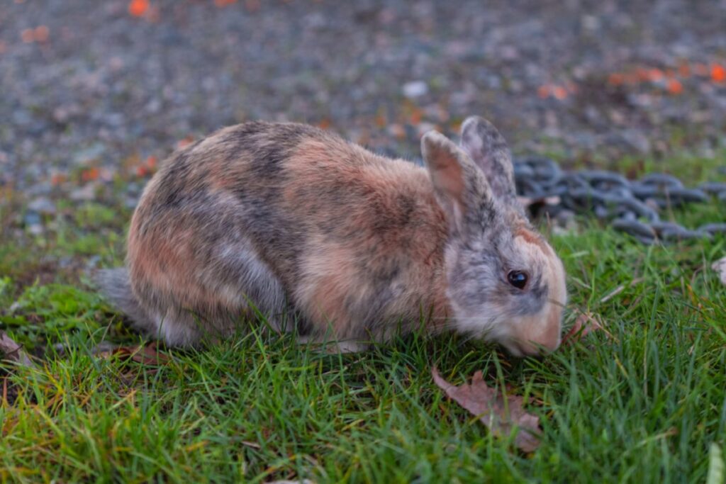 japanese rabbit brown
