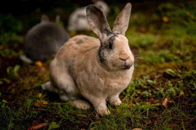 japanese rabbit