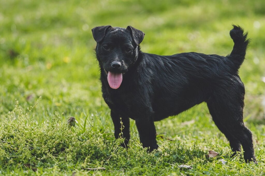 Patterdale Terrier black