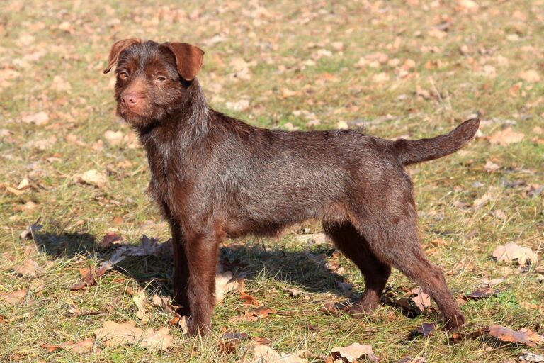 Patterdale Terrier dog in an autumn garden