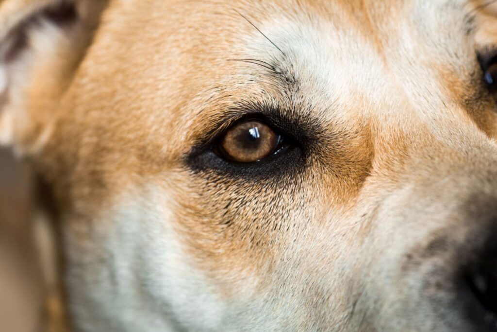 whiskers around dog eyebrows