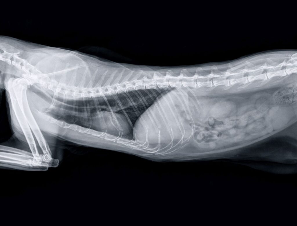x-ray image of cat with constipation