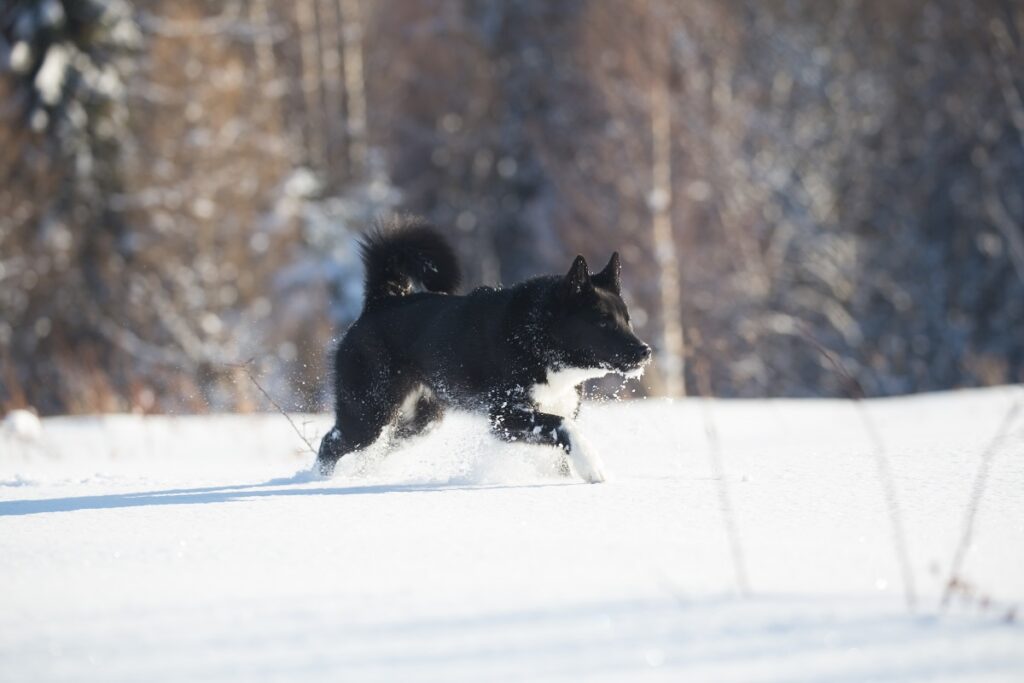 Laika strolling snow-covered field