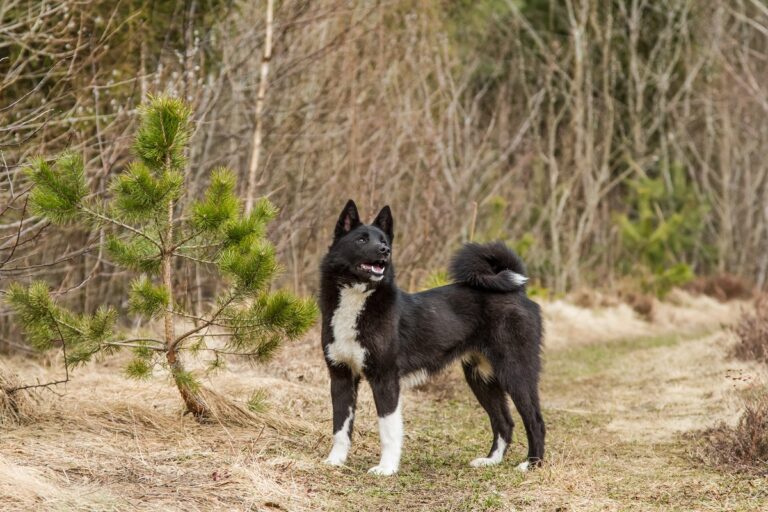 Laika standing in a grassy forest with shrubs and leafless trees.