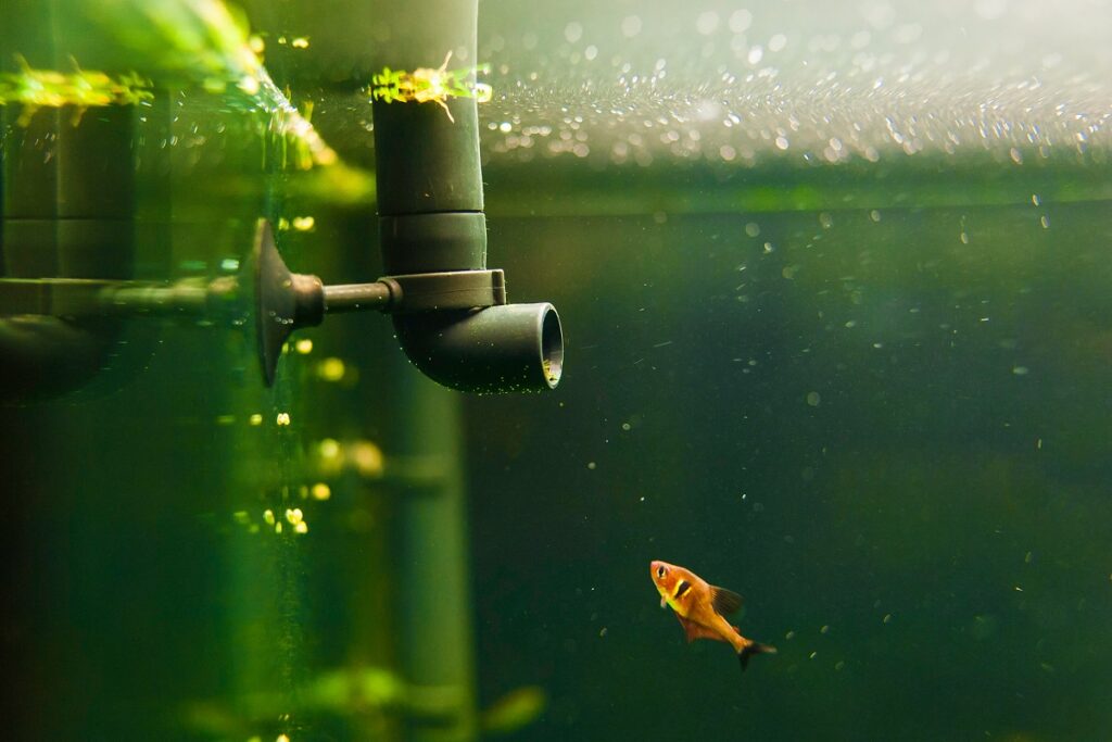 fish in aquarium next to pipe