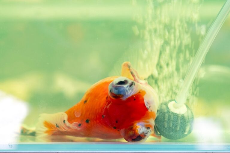 Sick goldfish lying in the bottom of the aquarium, The orange goldfish are sick and dying on the side of the air spray in the bottom of the aquarium.