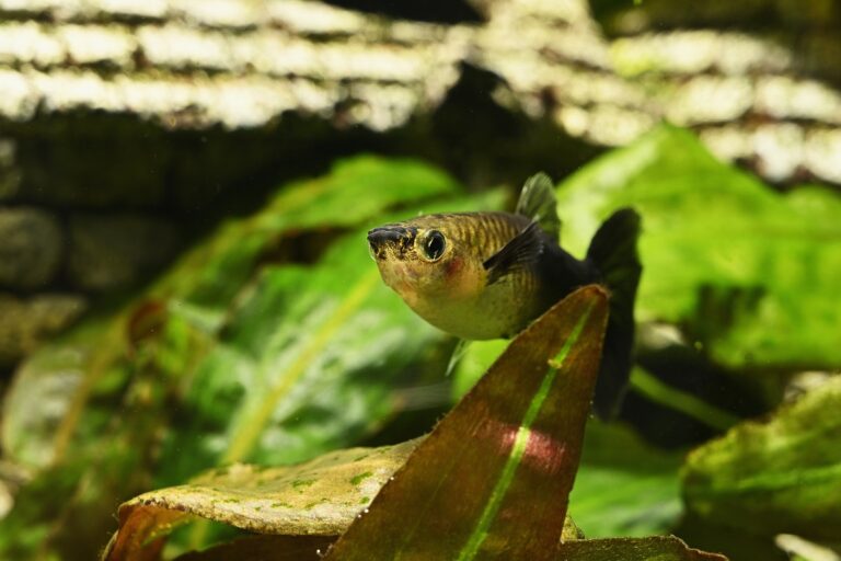 fish nestled between water plants.